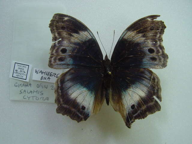 Image of Salamis cytora Doubleday (1847)