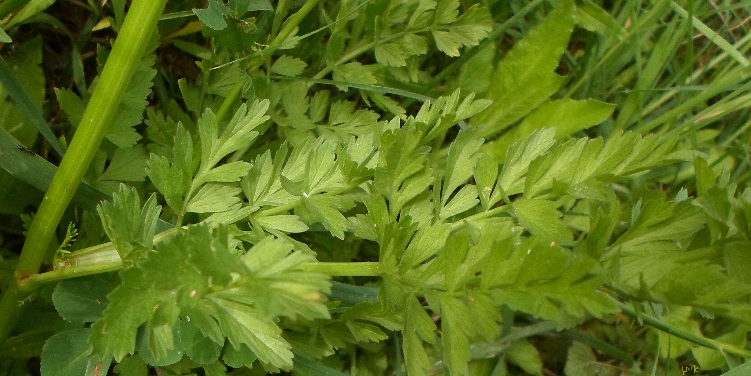 Oenanthe silaifolia Bieb. resmi