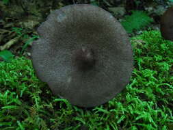 Image of Entoloma porphyrophaeum (Fr.) P. Karst. 1879