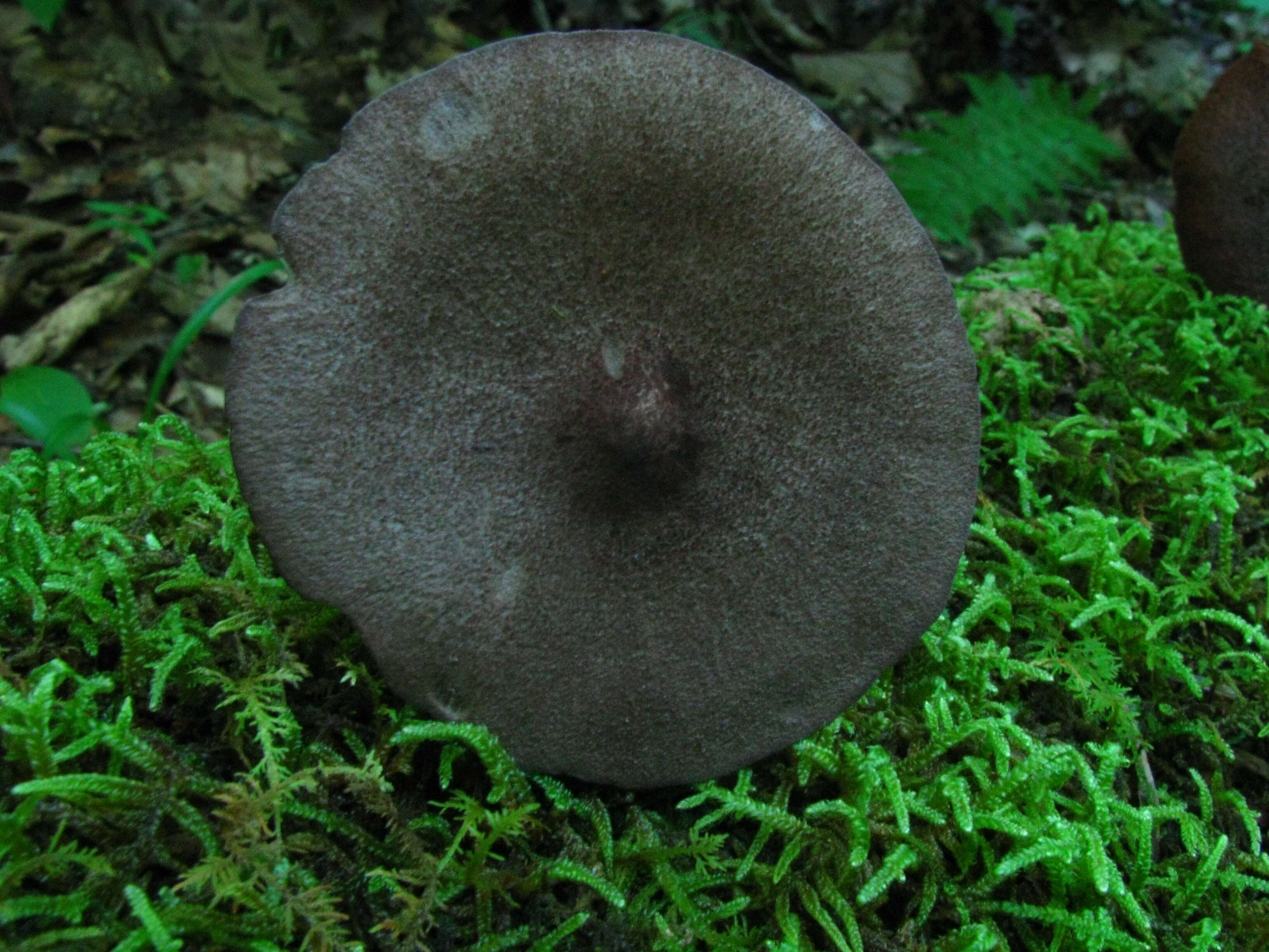 Image of Entoloma porphyrophaeum (Fr.) P. Karst. 1879