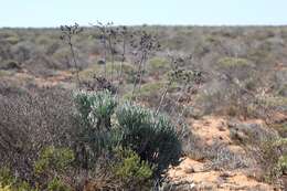 Tylecodon wallichii (Harv.) H. Tölken resmi