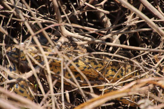 Image of Yellow anaconda