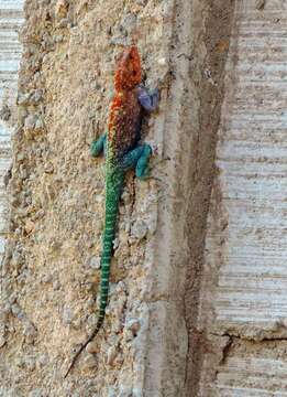 Image of Kirk's Rock Agama