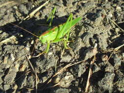 Image de grande sauterelle verte