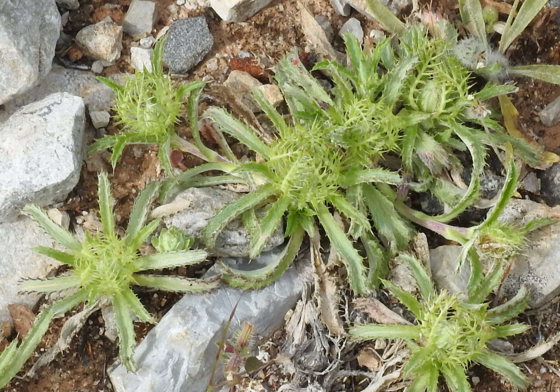 Image of Cage thistle