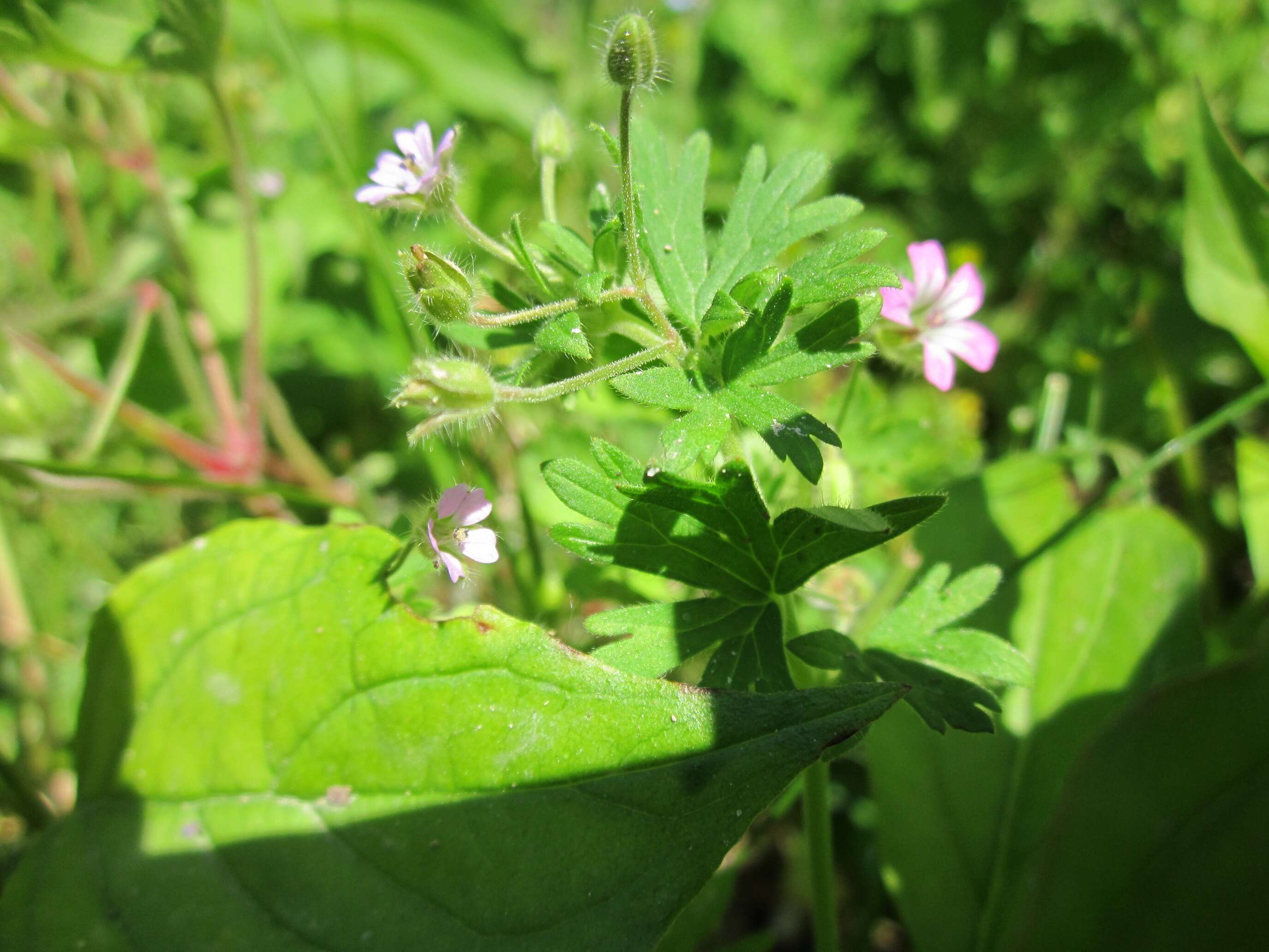 Image of Round-leaved Crane's-bill