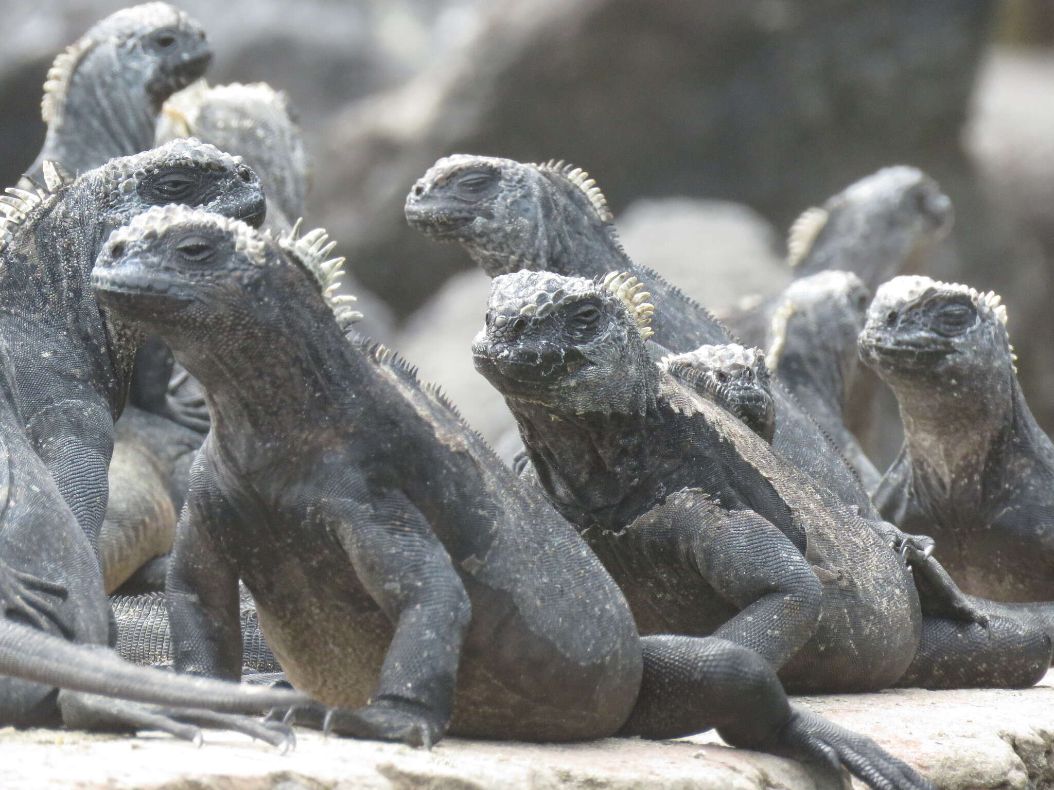 Image of marine iguana