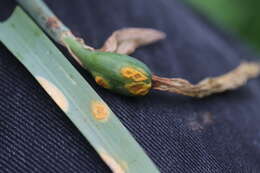 Imagem de Puccinia sessilis J. Schröt. 1870