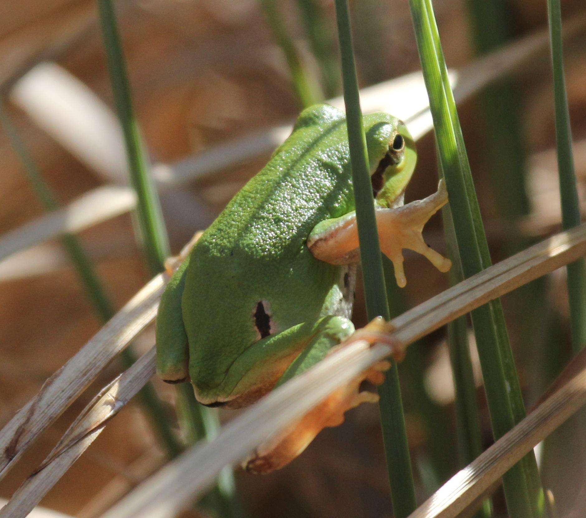 Imagem de Hyla perrini Dufresnes, Mazepa, Rodrigues, Brelsford, Litvinchuk, Sermier & Lavanchy et al. 2018