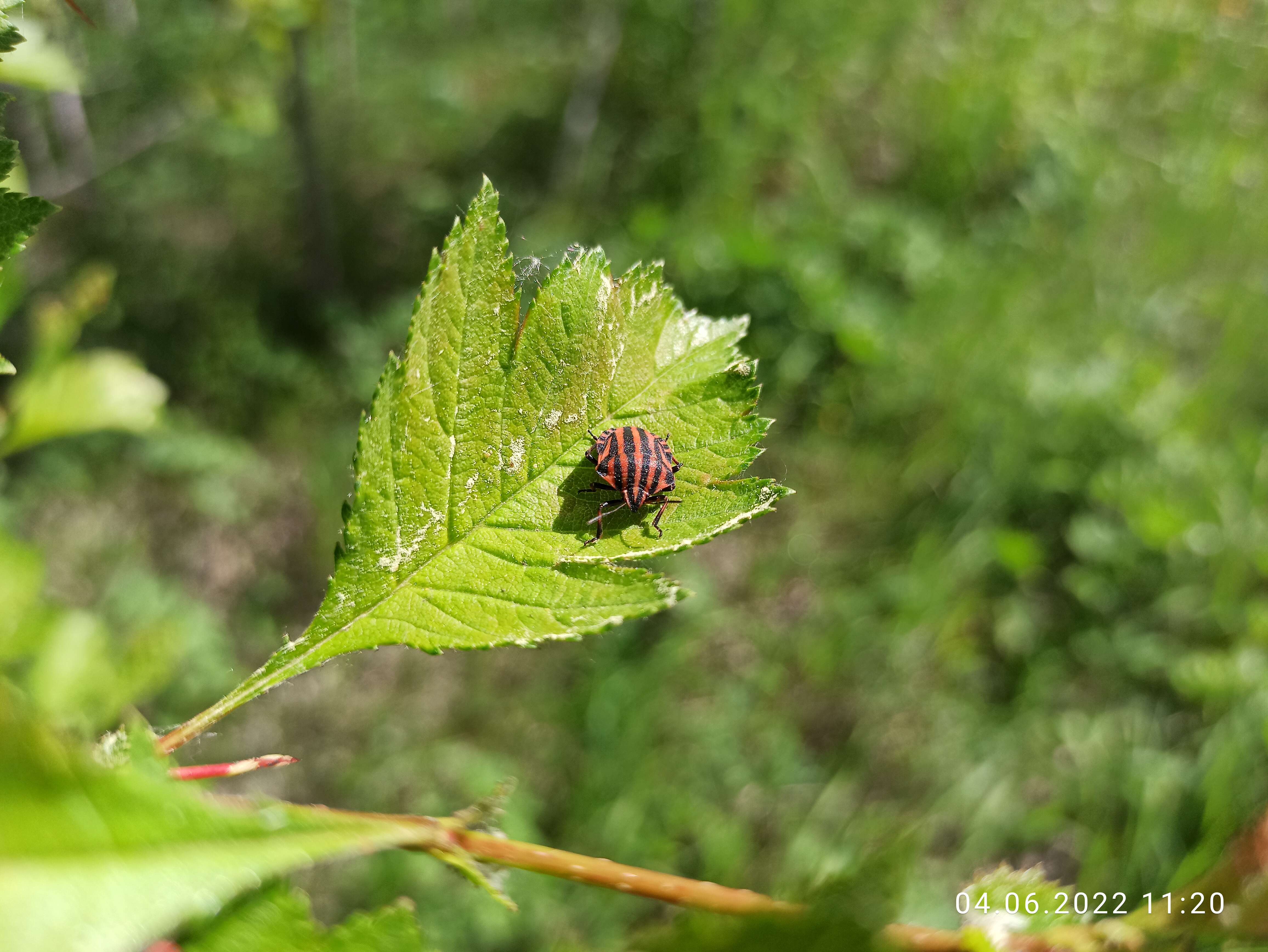 Image of <i>Graphosoma lineatum</i>