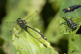 Asiagomphus nilgiricus (Laidlaw 1922) resmi