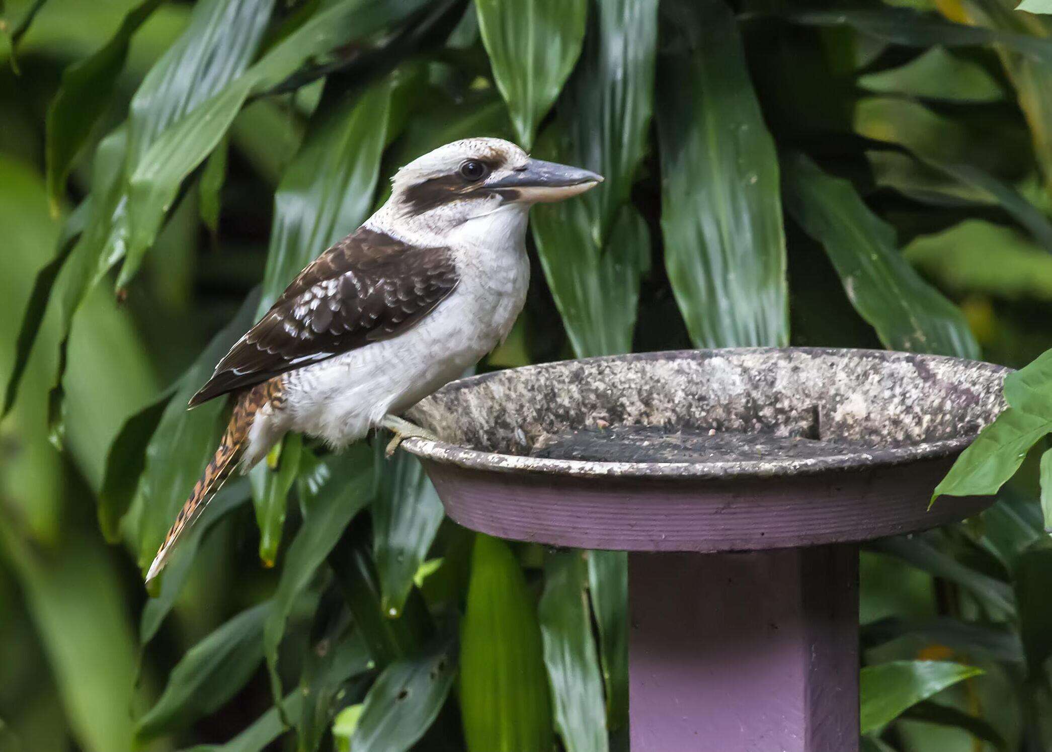 Image of Kookaburra