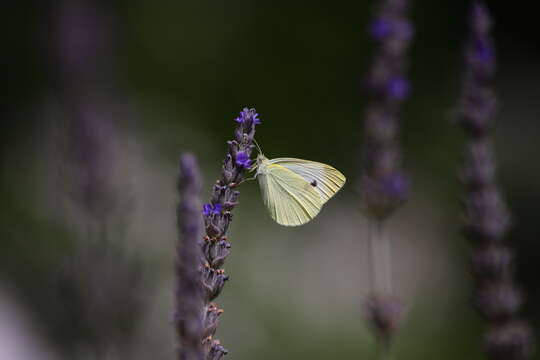 Image of cabbage butterfly