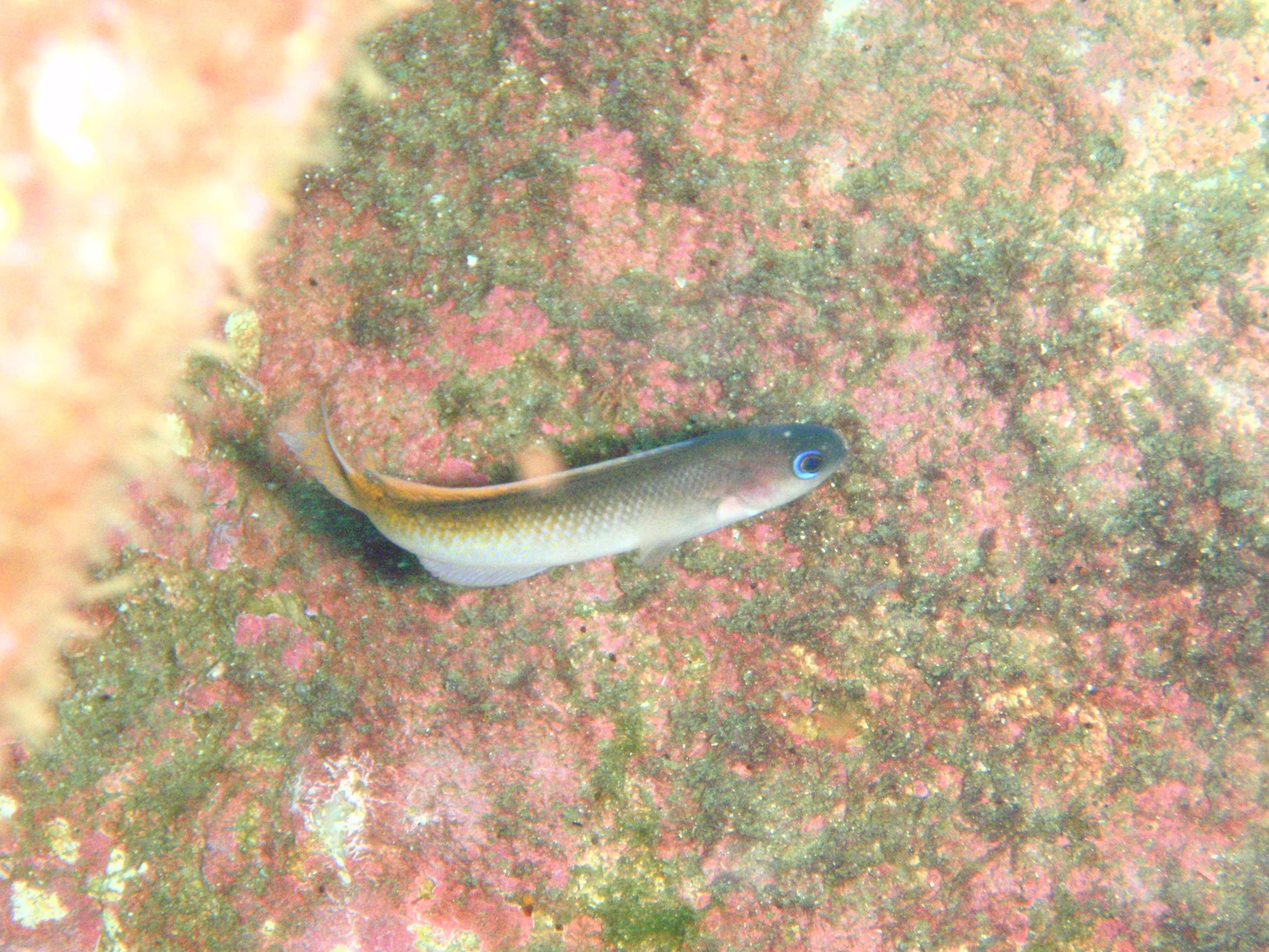 Image of Blotched-tailed trachinops