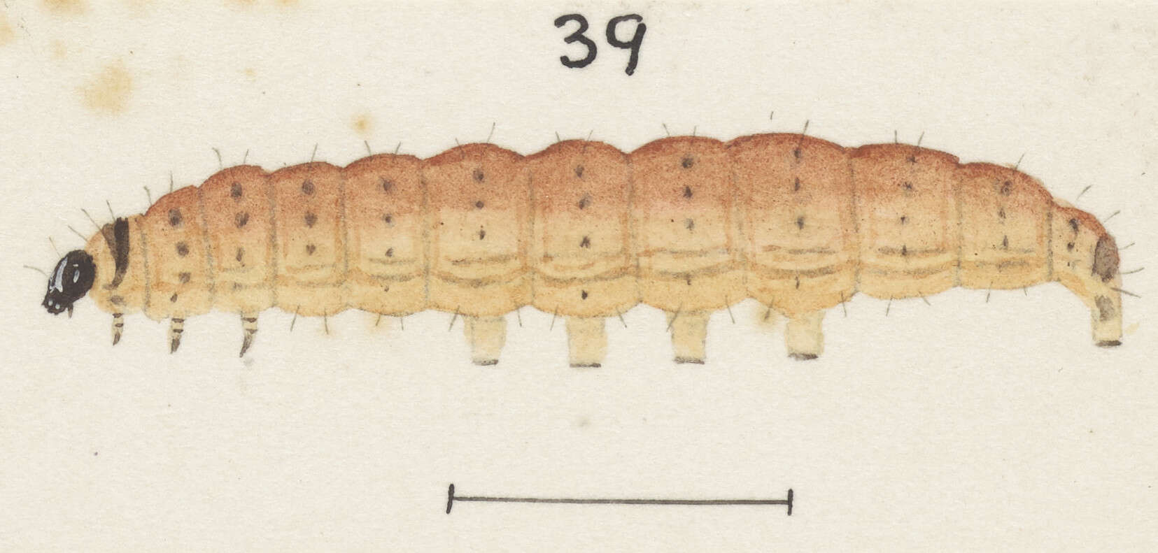 Imagem de Sceliodes cordalis Doubleday 1843