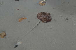 Image of Forskal's side-gilled sea slug