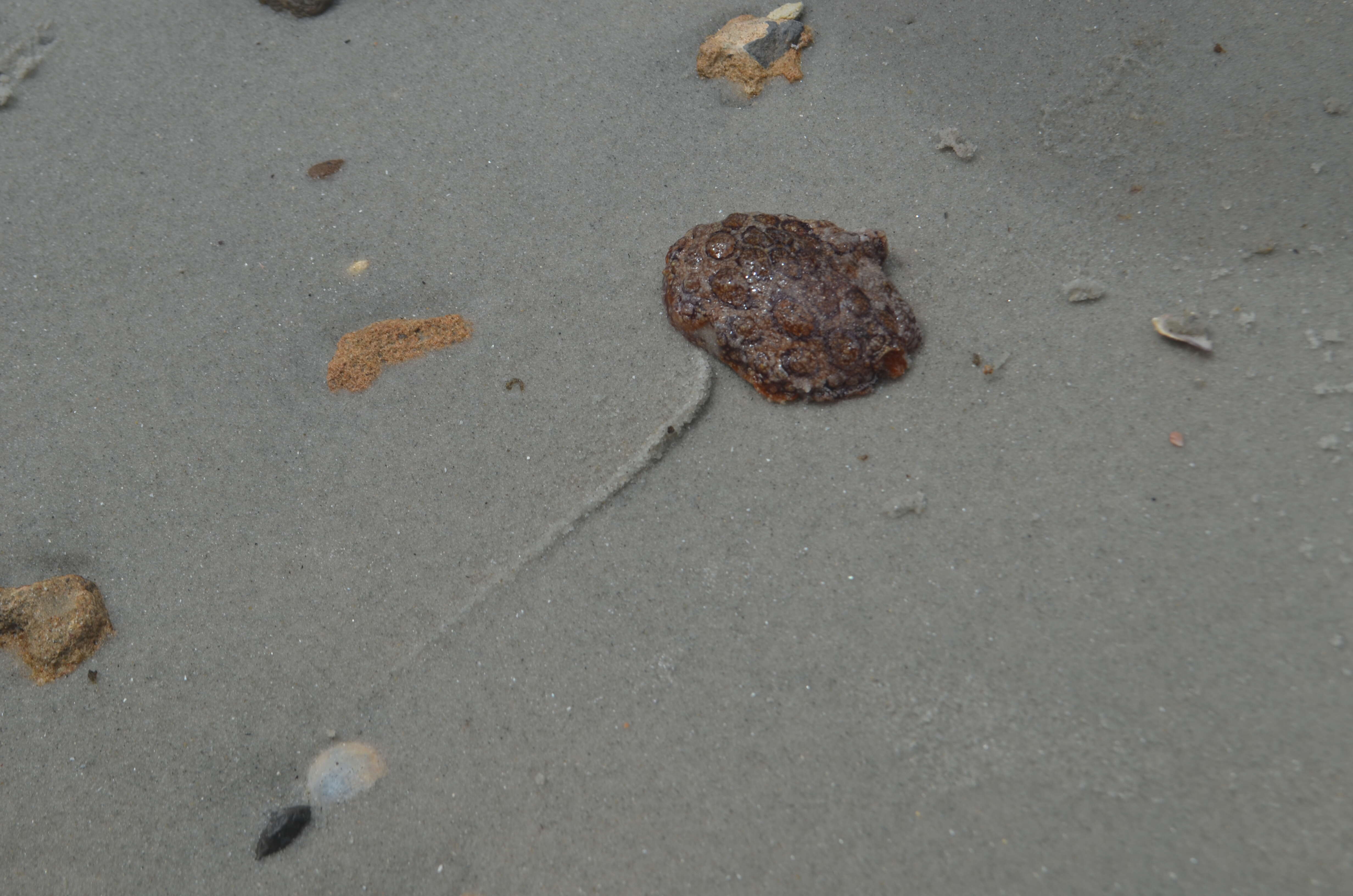 Image of Forskal's side-gilled sea slug