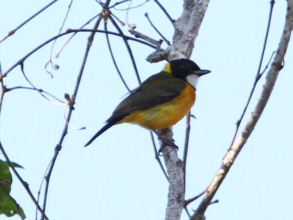 Image of Rusty-breasted Whistler