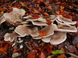 Image of Clitocybe nebularis (Batsch) P. Kumm. 1871