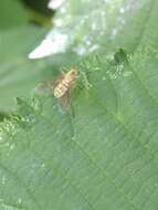 Image of Chrysopilus asiliformis