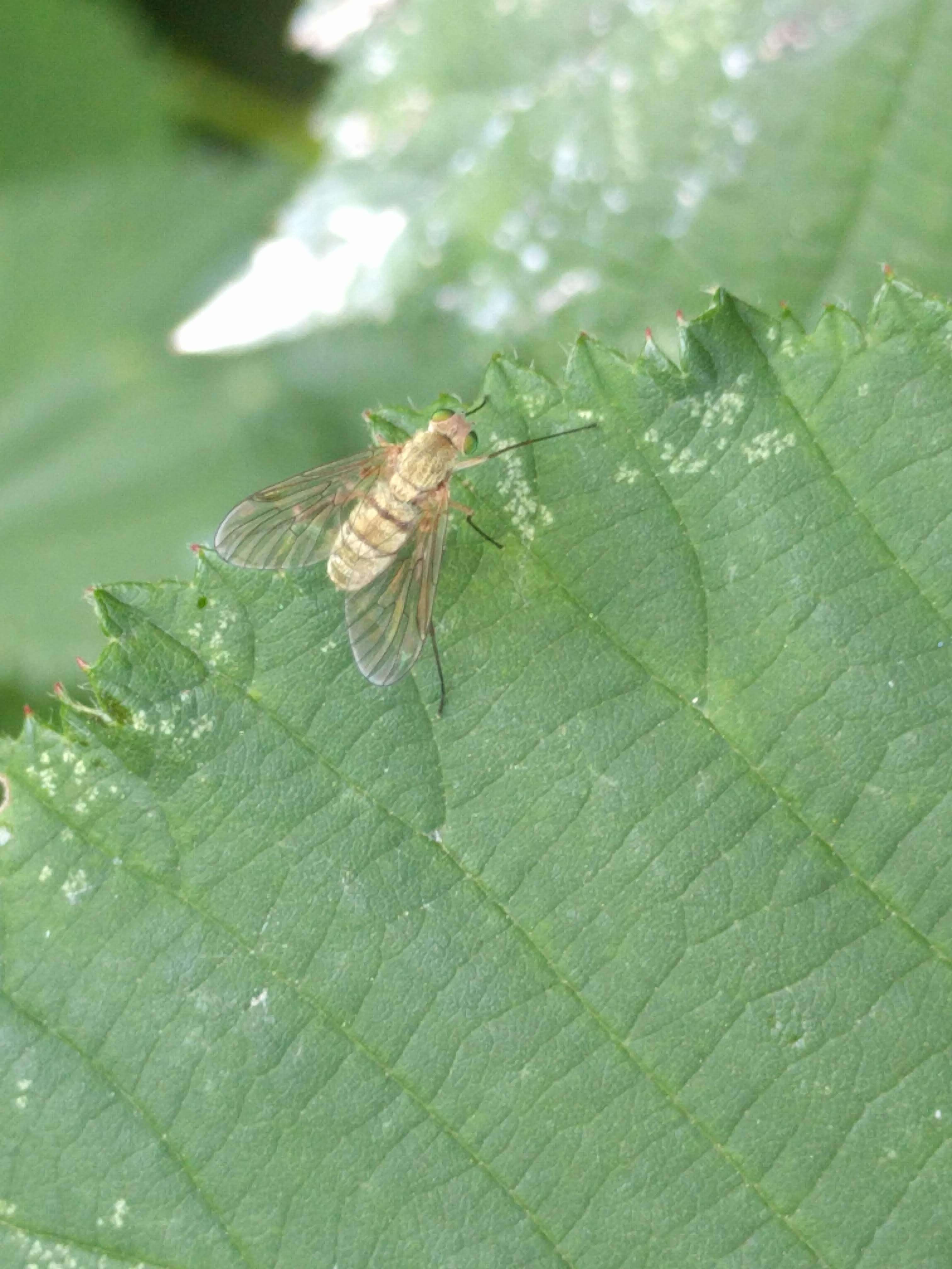 Image of Chrysopilus asiliformis