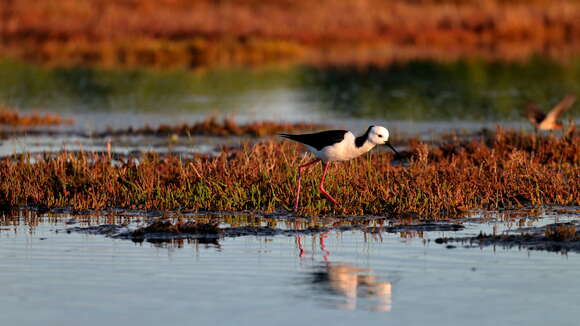 Image of Pied Stilt