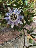 Image of Blue Passion Flower