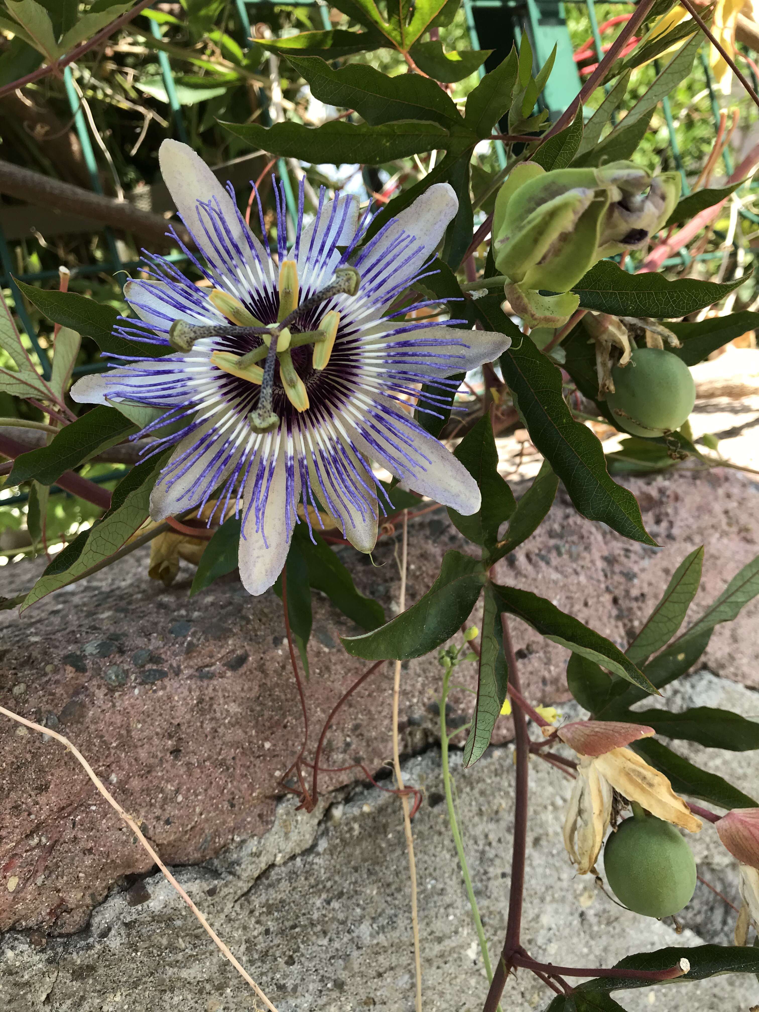 Image of Blue Passion Flower