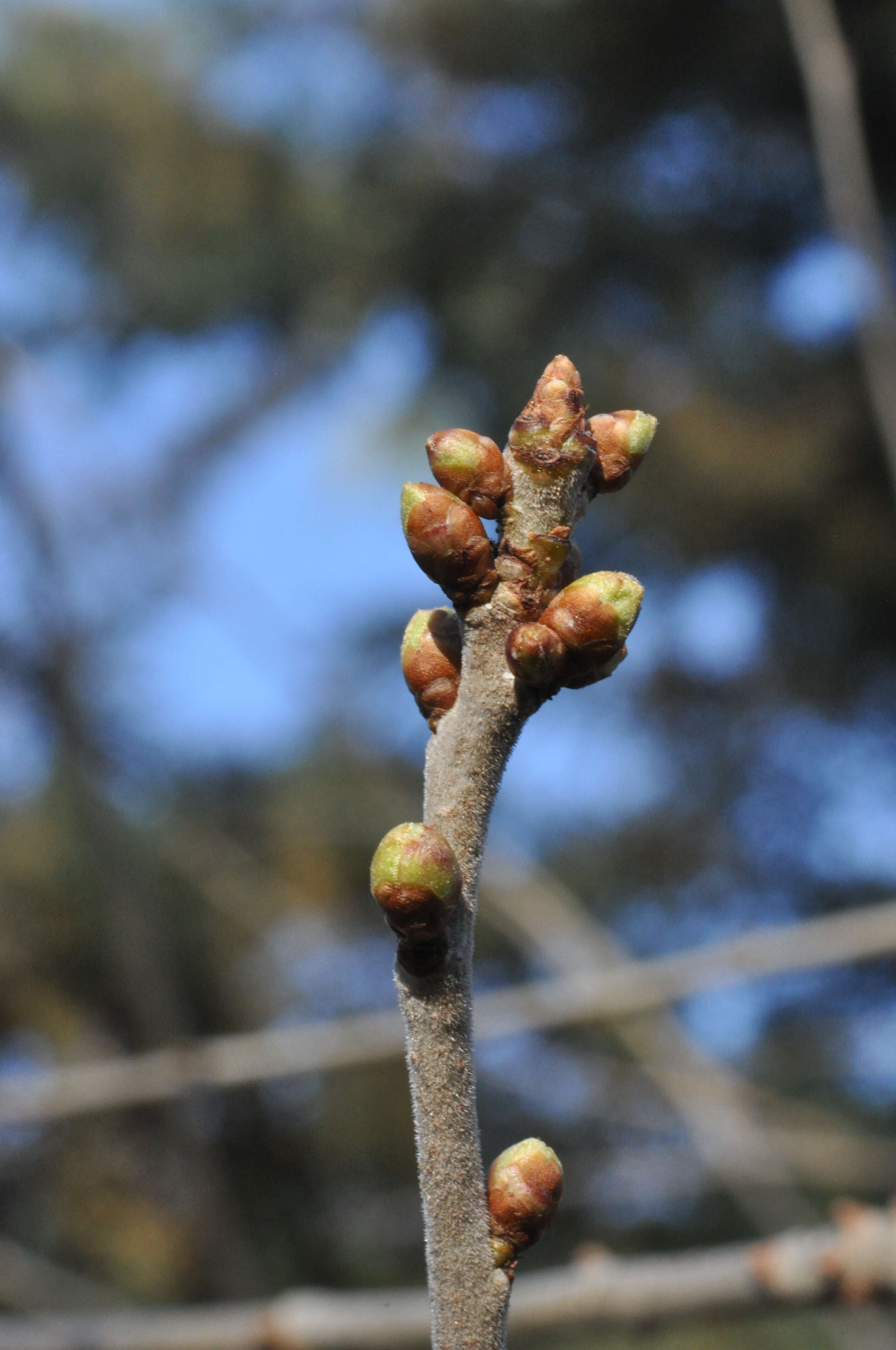 Image of Mahaleb cherry