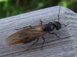 Image of Camponotus herculeanus (Linnaeus 1758)