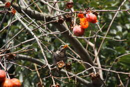 Image of Janpanese Thrush