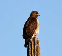 Image of Red-tailed Hawk