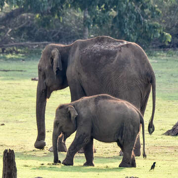 Image of Indian elephant