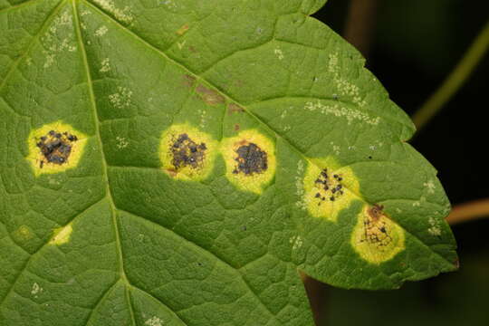 Image of European tar spot