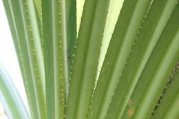 Imagem de Pandanus furcatus Roxb.