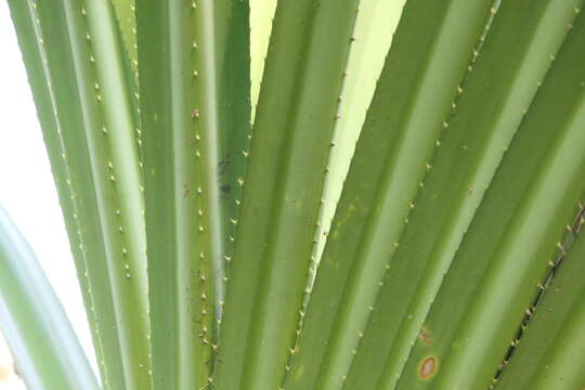 Image of pandanus