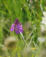 Image of Pyramidal orchid