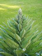 Verbascum nigrum L. resmi