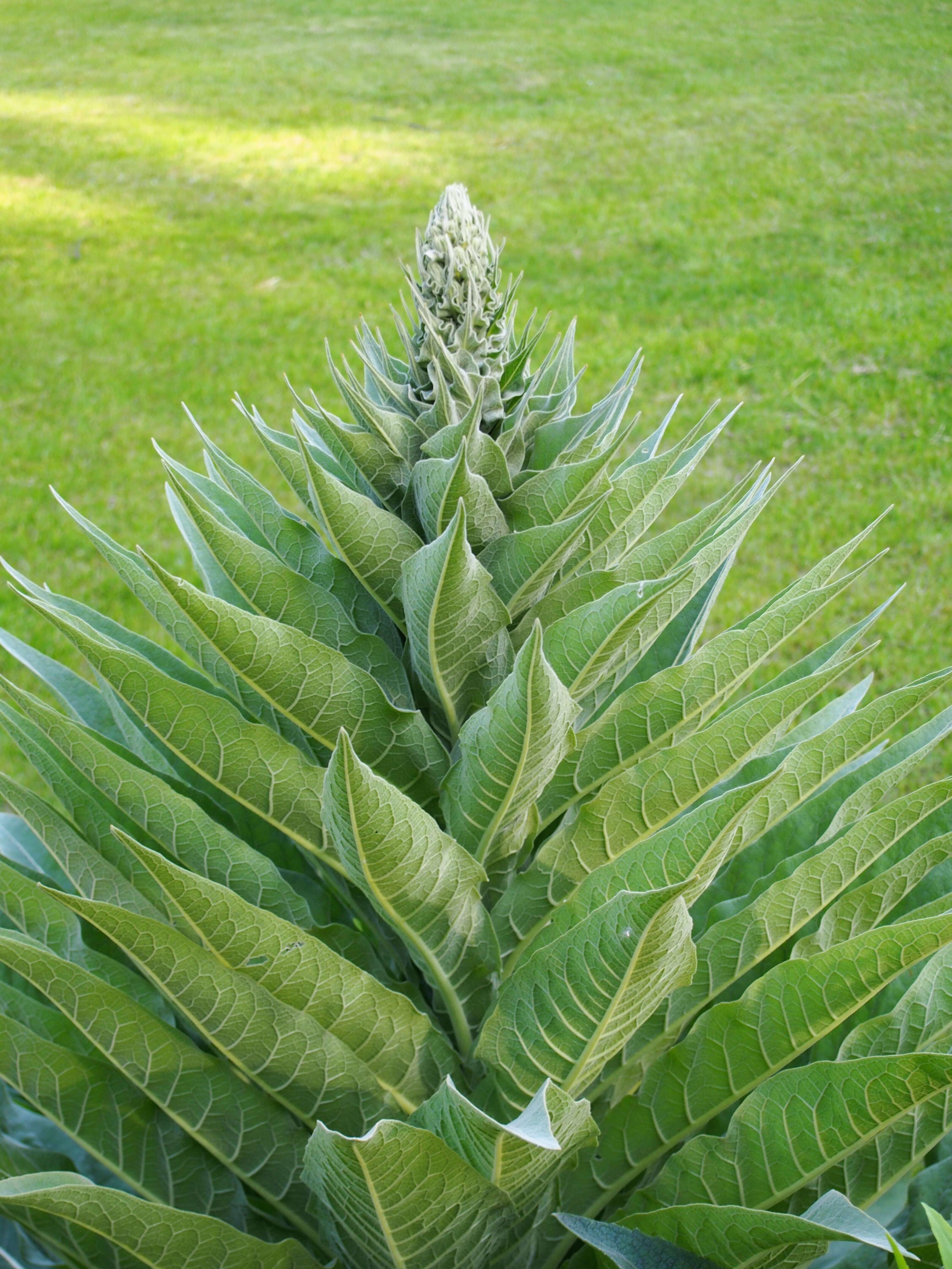 Verbascum nigrum L. resmi