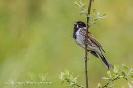 Image of Common Reed Bunting