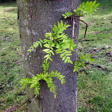 Image of Honey Locust