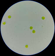 Image of Chlorodendrales