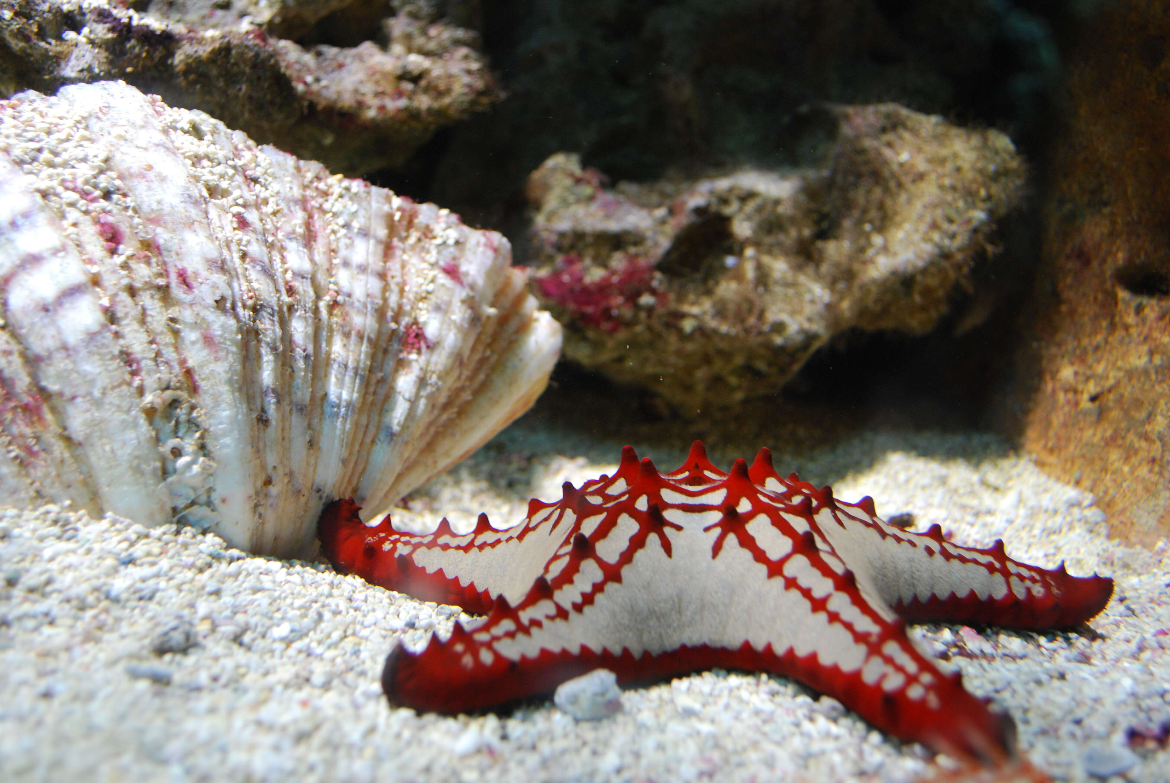 Image of African red knob sea star