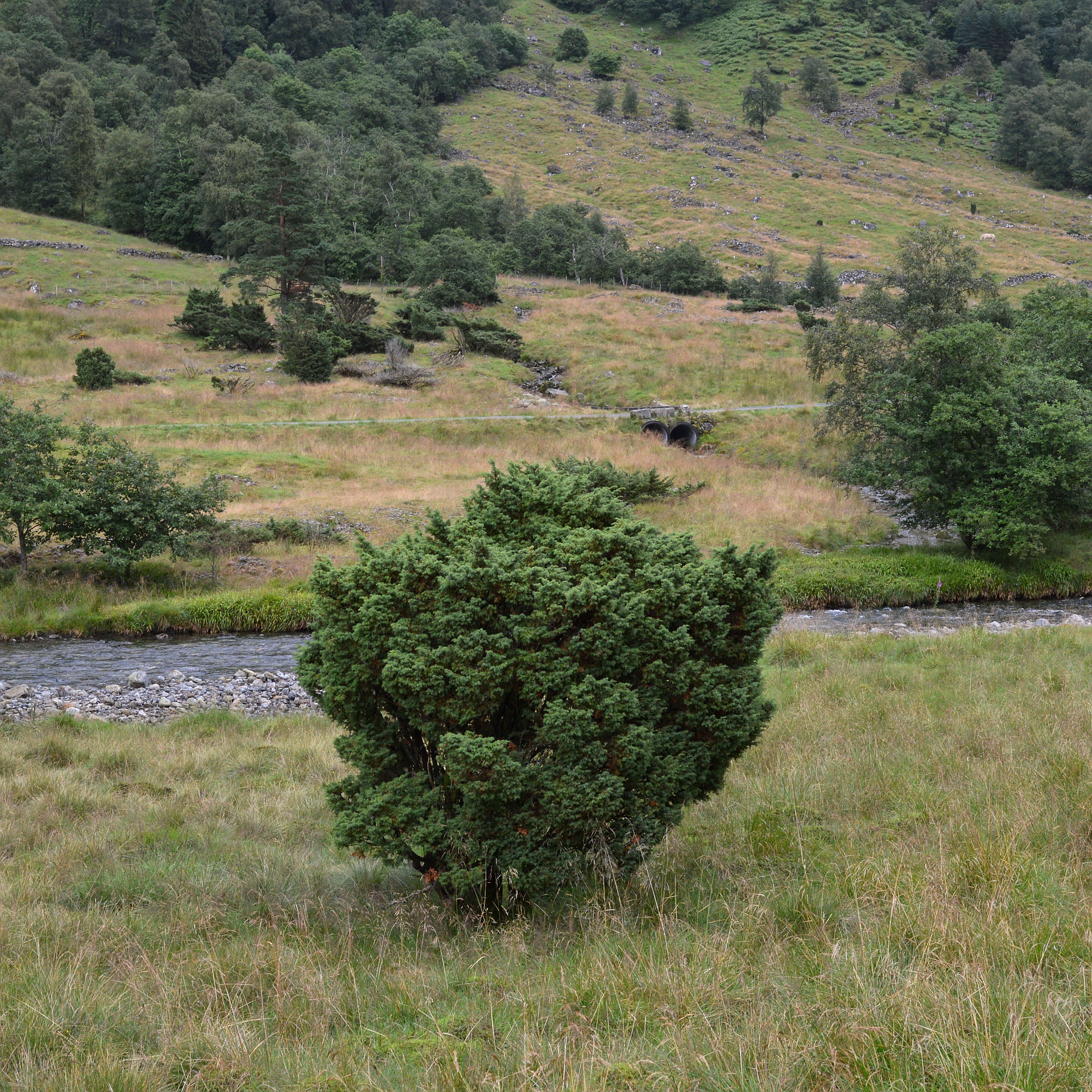 Image of Common Juniper