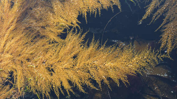 Слика од Sargassum muticum