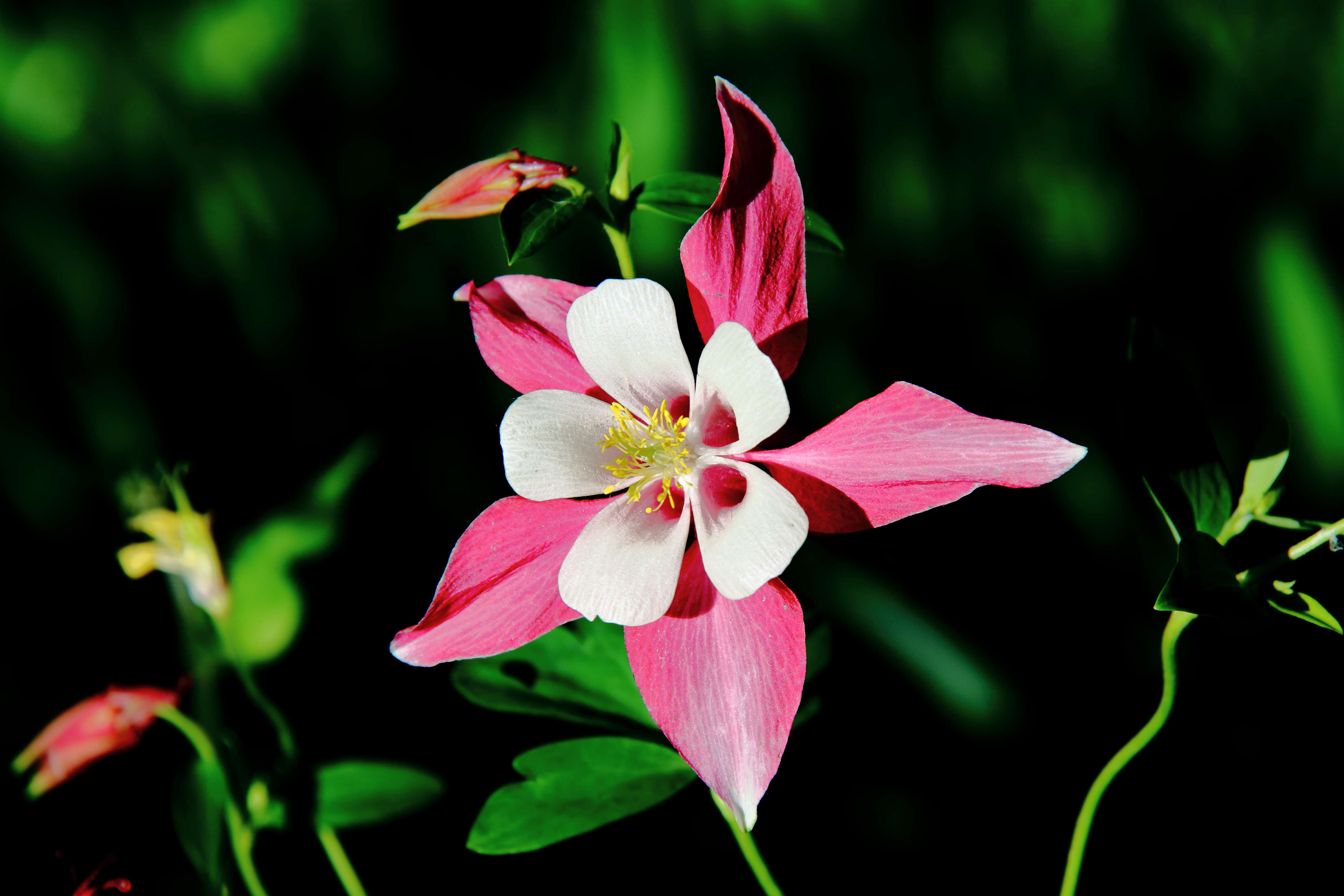 Image of red columbine