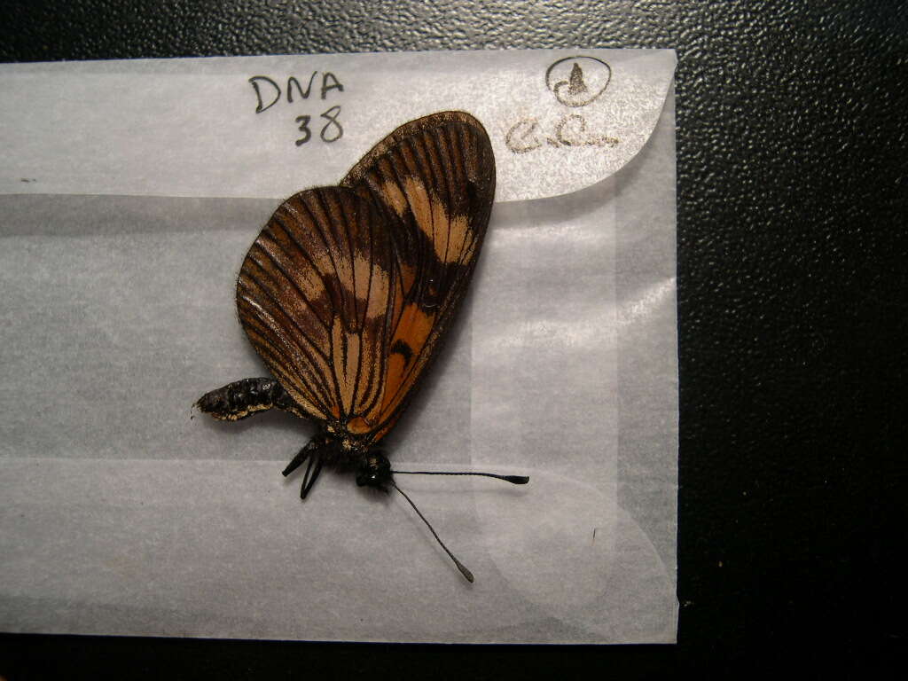 Image of Actinote thalia Linnaeus 1758