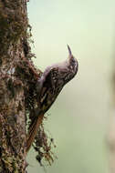 Image of Brown-throated Treecreeper