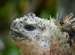 Image of marine iguana