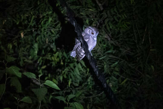 Image of Indian Scops Owl